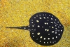 Xingu River ray (Potamotrygon leopoldi)