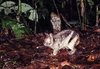 Sumatran striped rabbit (Nesolagus netscheri)
