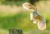 Little owl (Athene noctua)