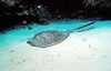 Blotched fantail ray (Taeniurops meyeni)