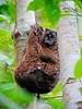 Philippine colugo (Cynocephalus volans)