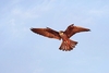 Eleonora's falcon (Falco eleonorae)