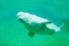 Beluga