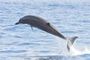 Sowerby's beaked whale (Mesoplodon bidens)