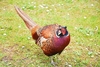 Ringneck pheasant (Phasianus colchicus)