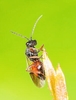 Rose gall wasp (Diplolepis rosae)
