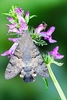 Hummingbird hawk-moth (Macroglossum stellatarum)