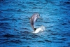 Dwarf sperm whale (Kogia sima)