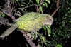 Kakapo (Strigops habroptilus)