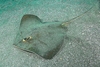 Red stingray (Hemitrygon akajei)