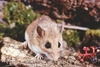 White-footed mouse (Peromyscus leucopus)