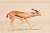 Mountain gazelle (Gazella gazella)