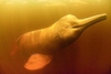 Amazon dolphin (Inia geoffrensis)