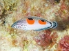 Twinspot wrasse (Coris aygula)