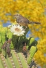 Cactus wren (Campylorhynchus brunneicapillus)