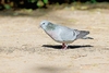 Stock dove (Columba oenas)