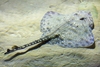 Spotted ray (Raja montagui)