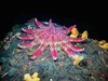 Common sunstar (Crossaster papposus)