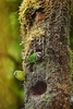Red-breasted pygmy parrot (Micropsitta bruijnii)