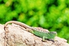 Sand lizard (Lacerta agilis)