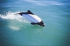 Commerson's dolphin (Cephalorhynchus commersonii)