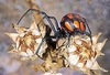 European black widow (Latrodectus tredecimguttatus)