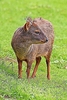 Southern pudu (Pudu pudu)