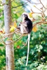 Spectacled leaf monkey (Trachypithecus obscurus)