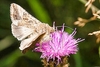 Silver Y moth (Autographa gamma)