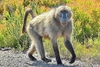 Chacma baboon (Papio ursinus)