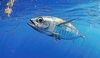 Blackfin tuna (Thunnus atlanticus)