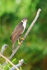 Collared forest falcon (Micrastur semitorquatus)
