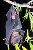 Bare-backed fruit bat (Dobsonia magna)