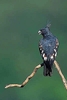 Black baza (Aviceda leuphotes)
