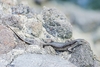 Mangrove skink (Emoia atrocostata)