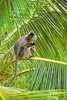 Silvered leaf monkey (Trachypithecus cristatus)