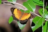 Bordered rustic (Cupha prosope)