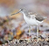 Common greenshank (Tringa nebularia)