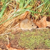 Meadow jumping mouse (Zapus hudsonius)