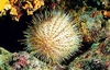 Melon sea urchin (Echinus melo)