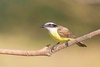 Great kiskadee (Pitangus sulphuratus)