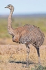 Darwin's rhea (Pterocnemia pennata)