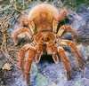 Goliath birdeater (Theraphosa blondi)