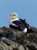 King eider (Somateria spectabilis)