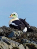 King eider (Somateria spectabilis)