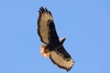 Augur buzzard (Buteo augur)