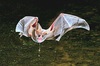 California leaf-nosed bat (Macrotus californicus)