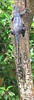 Water monitor (Varanus salvator)