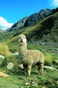 Alpaca (Lama pacos)