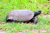 Gopher tortoise (Gopherus polyphemus)